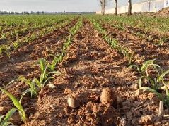 土壤墑情速測儀有哪些優勢