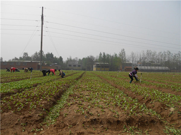 土壤養(yǎng)分速測(cè)儀的速測(cè)方法是什么? 土壤養(yǎng)分速測(cè)儀的速測(cè)方法是什么?