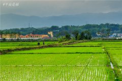 土壤水分速測(cè)儀調(diào)節(jié)土壤水分的方法？