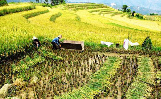管式土壤墑情監測儀提升糧食作物的達標率 管式土壤墑情監測儀提升糧食作物的達標率