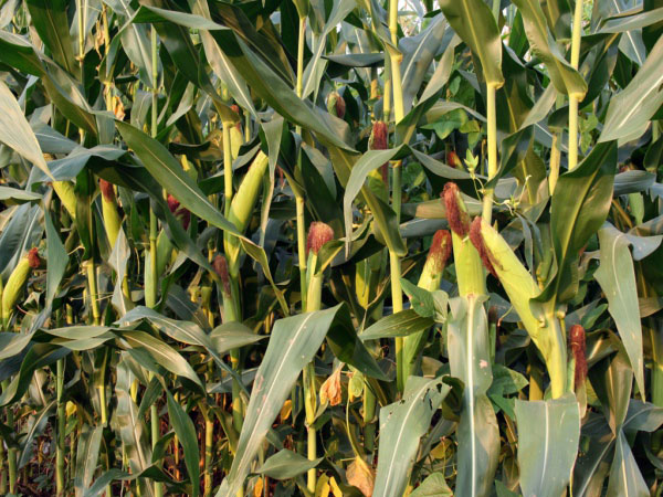 利用風途墑情自動監(jiān)測系統(tǒng)合理灌溉夏玉米