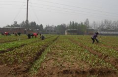 土壤含水量是如何計算的?