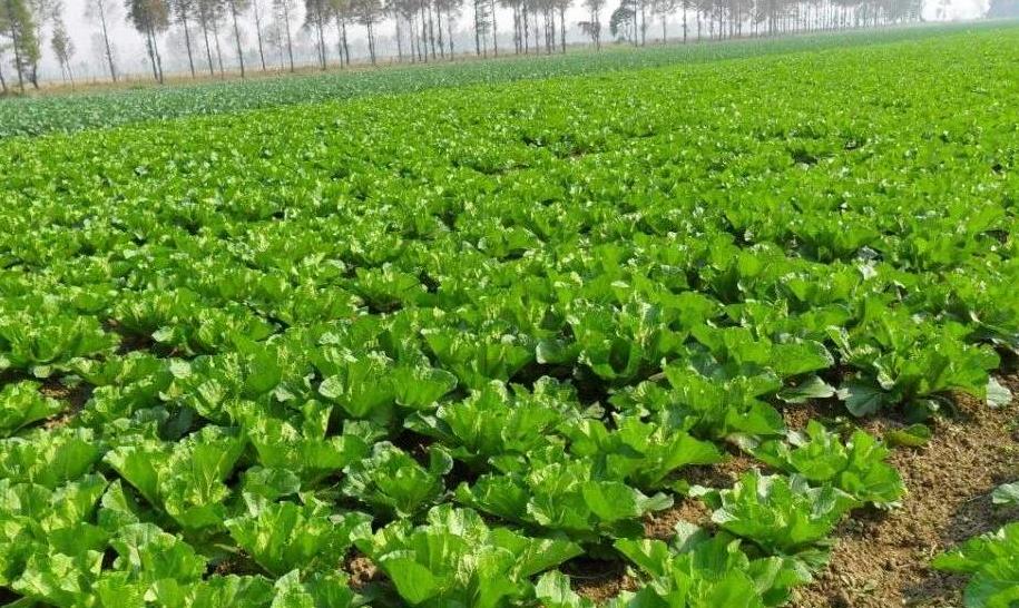 農(nóng)業(yè)土壤墑情監(jiān)測系統(tǒng)科學(xué)控制土壤濕度