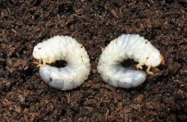 土壤含水量監測儀器幫助消滅“地老虎” 土壤含水量監測儀器幫助消滅“地老虎”