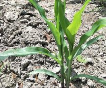 土壤墑情如何實(shí)現(xiàn)自動監(jiān)測?