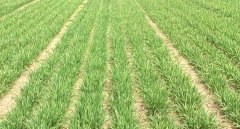 土壤墑情監測系統在防汛抗旱中的應用